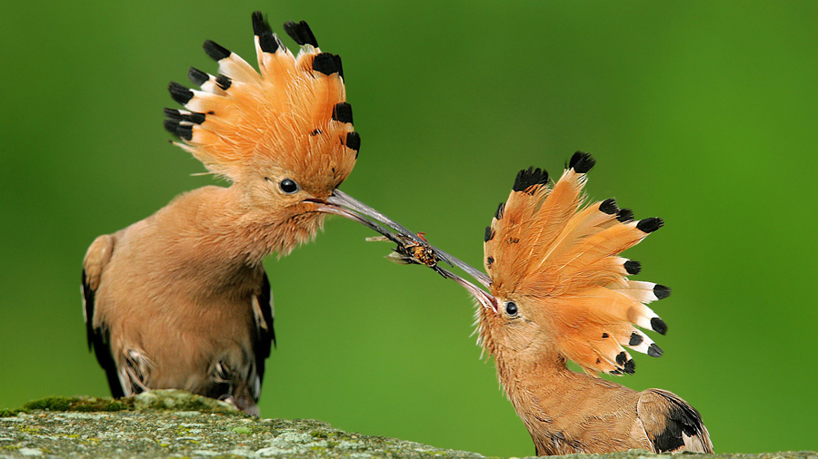 bird photo retouching