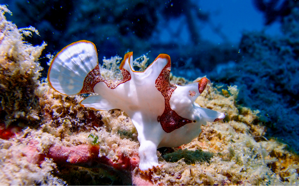 underwater photo retouching